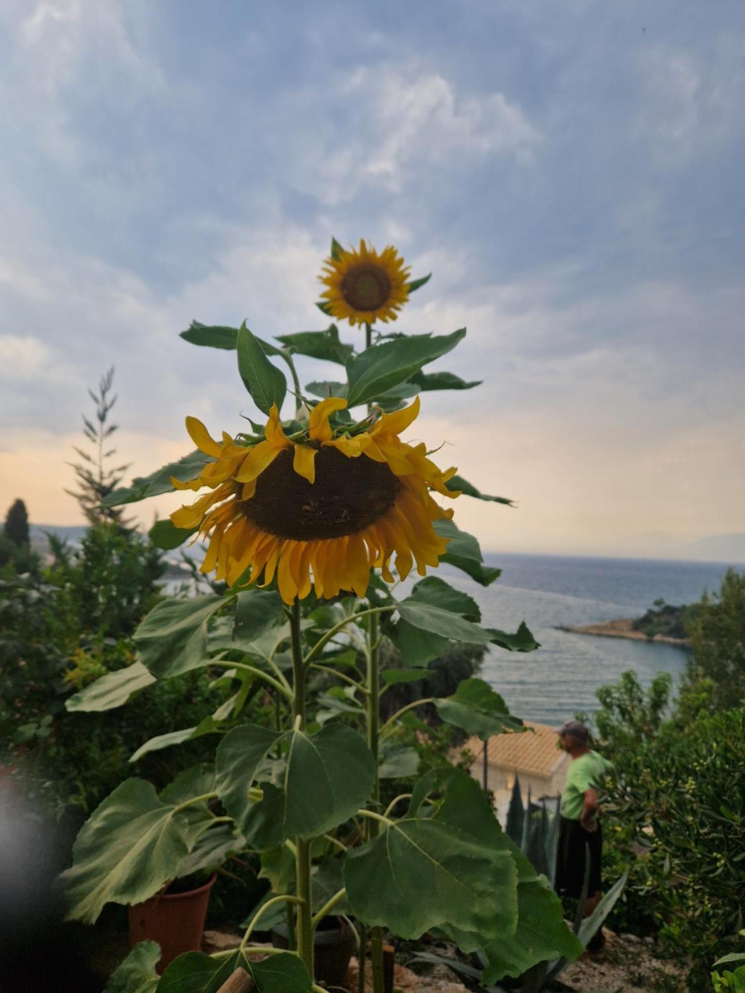 Fatiras Studios * Kassiopi